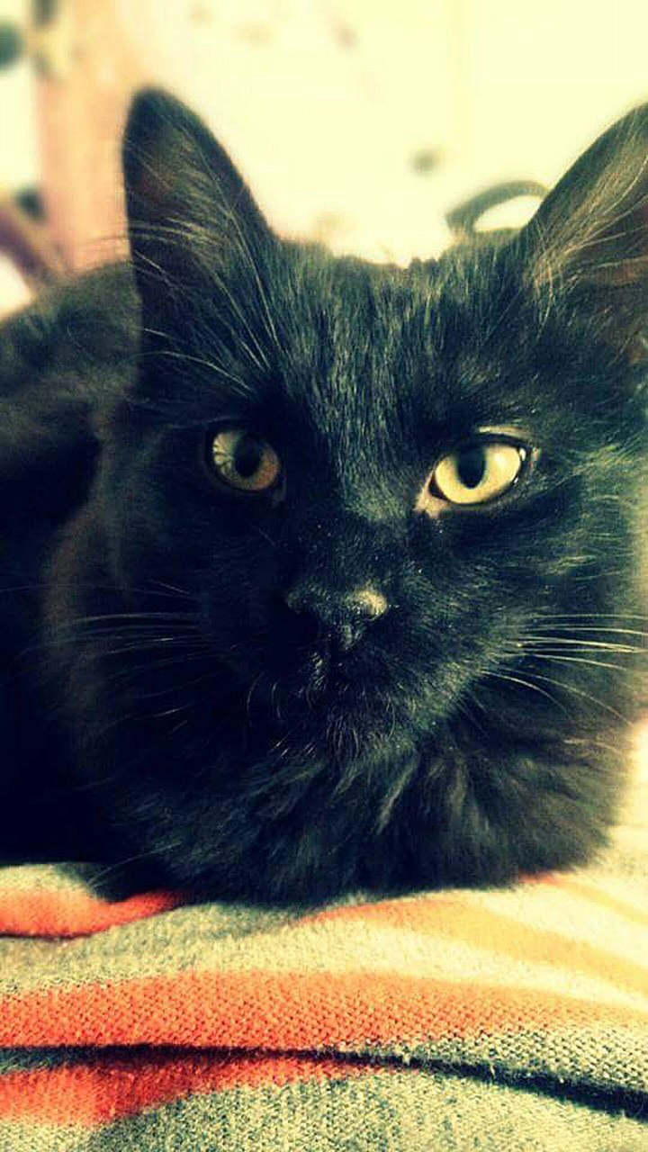 The cat