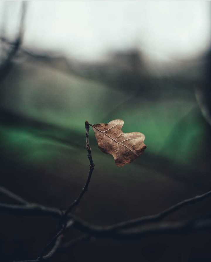 leaf