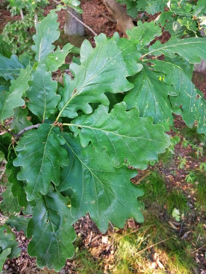 oak