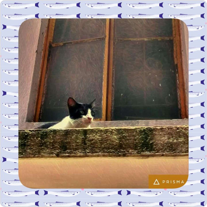 kitty_prisma