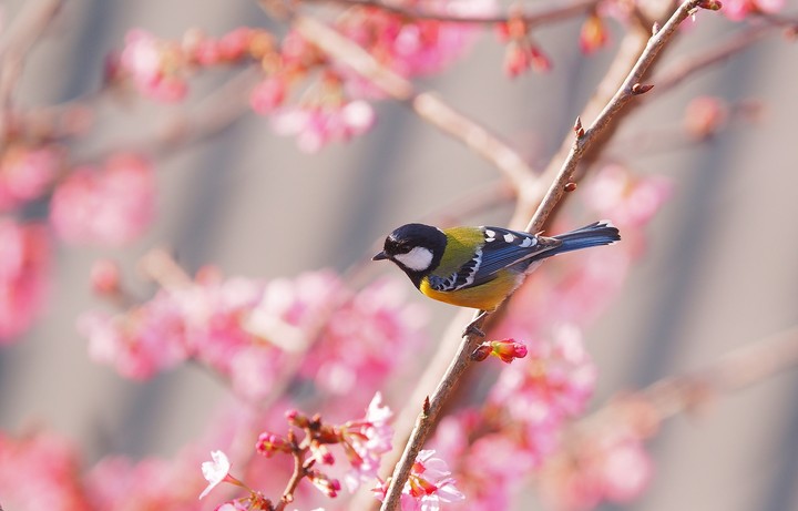 Bird