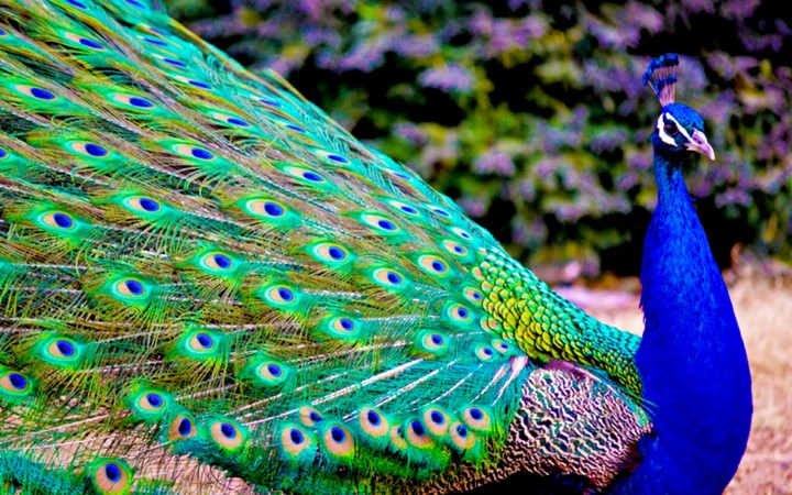 Pavo Real