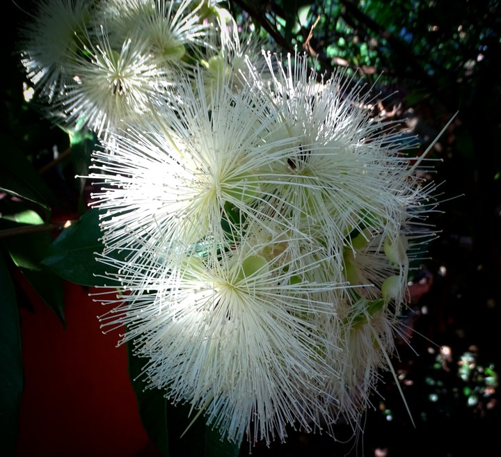 flower