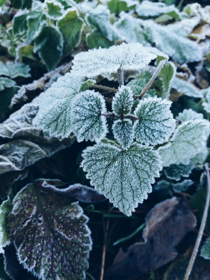 #Frosty