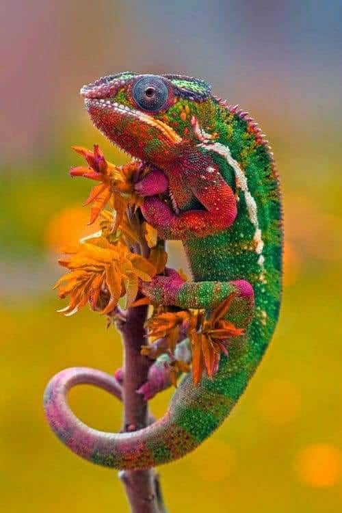 chameleon