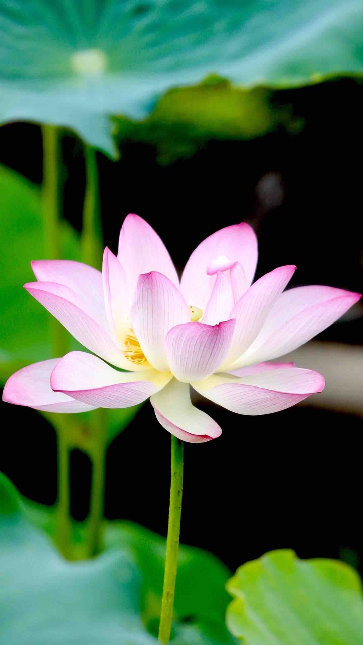 lotus