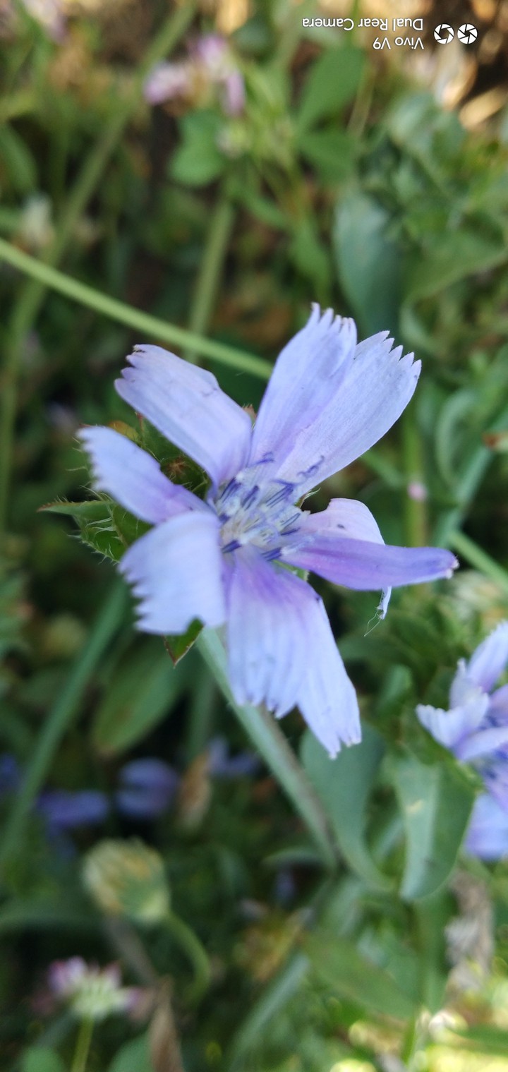 Flawers