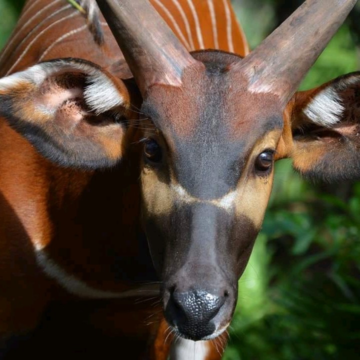 Beautiful Bongo