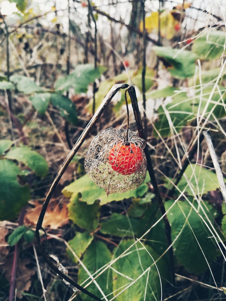 физалис