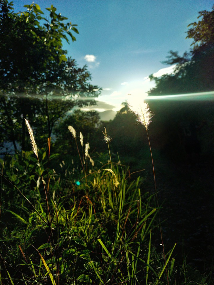 grass
