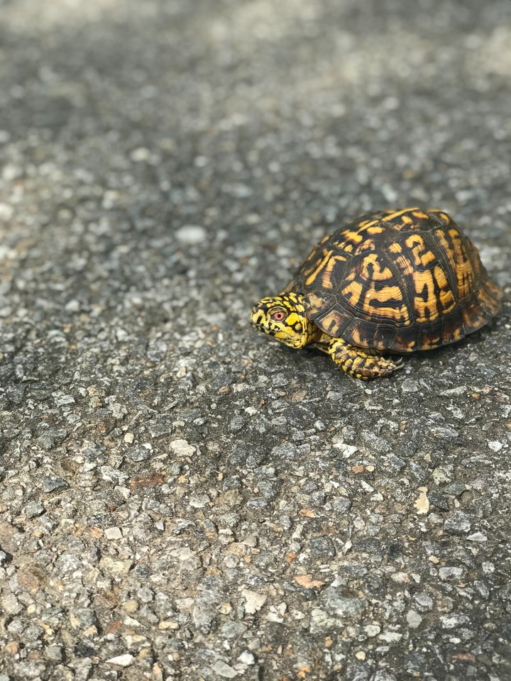 tortoise