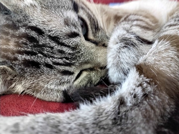 sleep cat