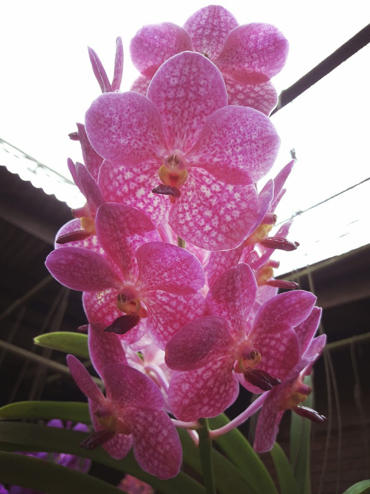 orchids