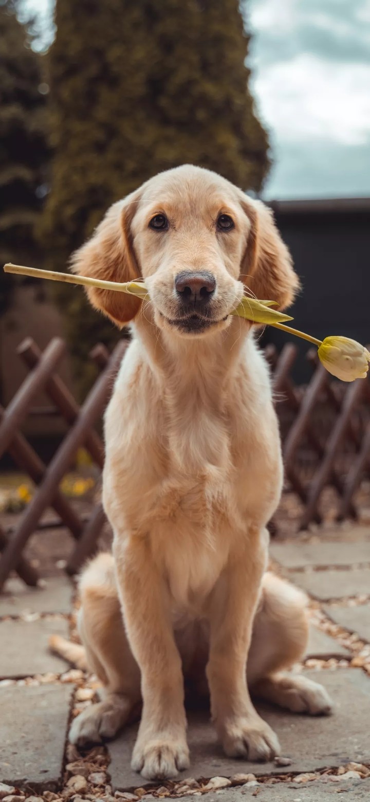 dog with rose