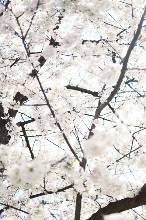 apples, prunus háttérképek