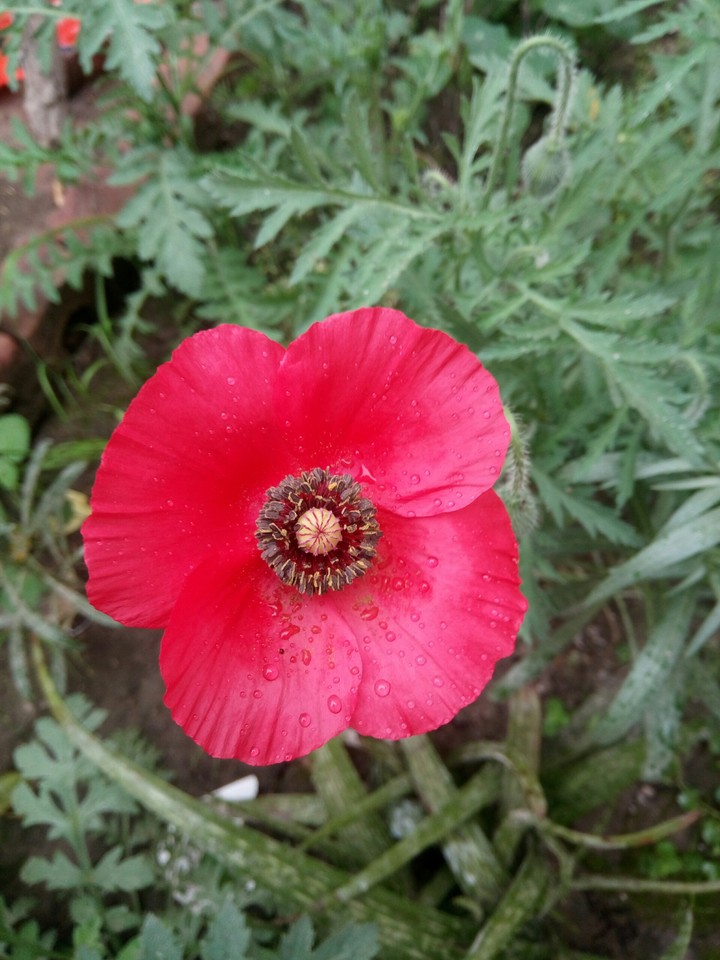 flower