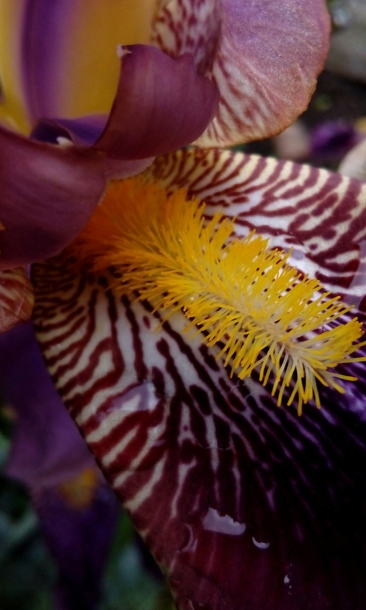iris