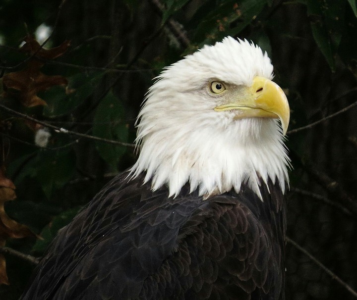 aguila