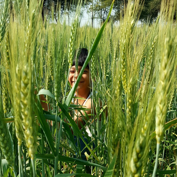 childhood & farm