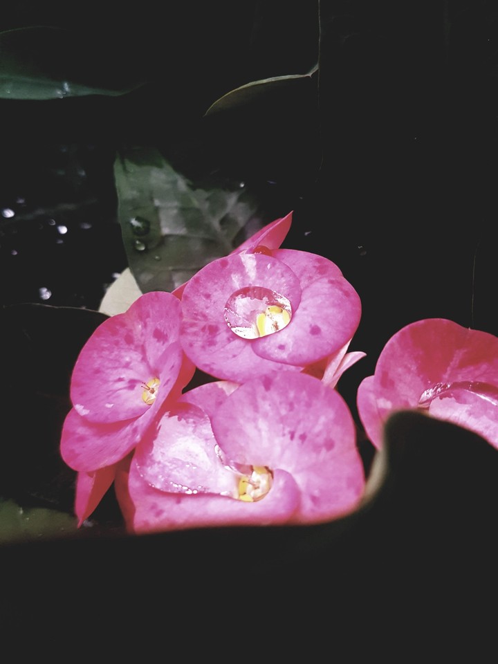 Flower Drop ...