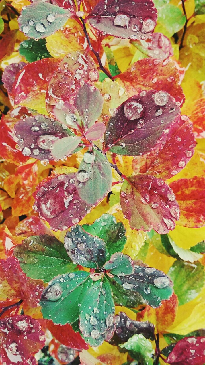 the colors of autumn