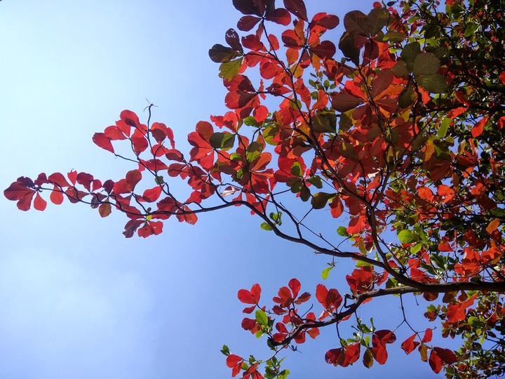 Colours of fall