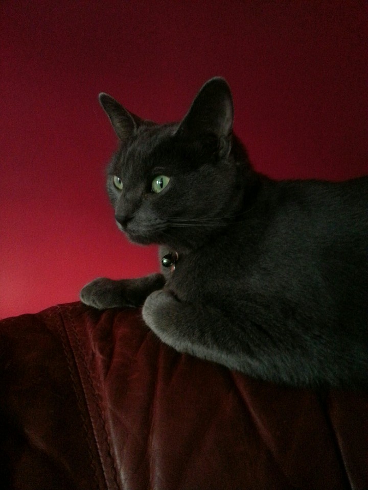 cat