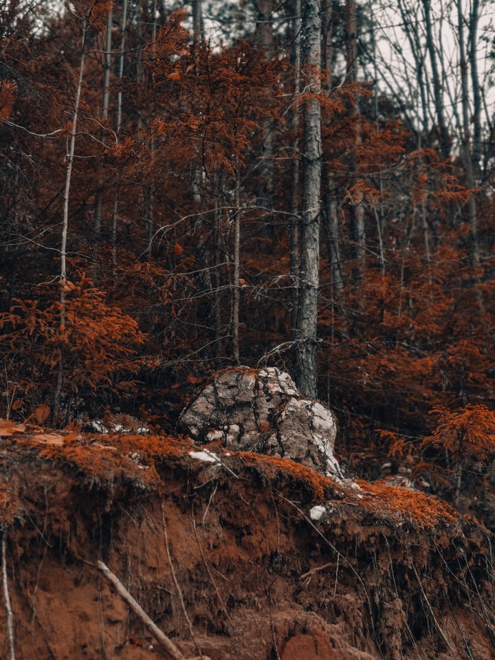 autumn