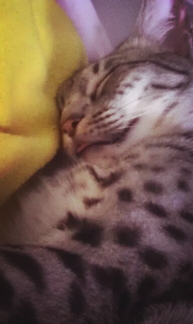 cat nap