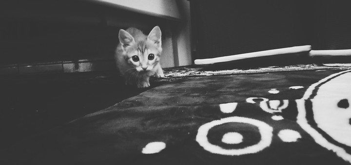 cat ♥️