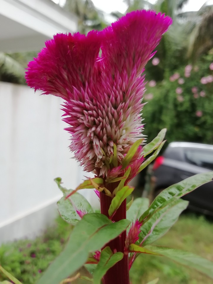 Red flower