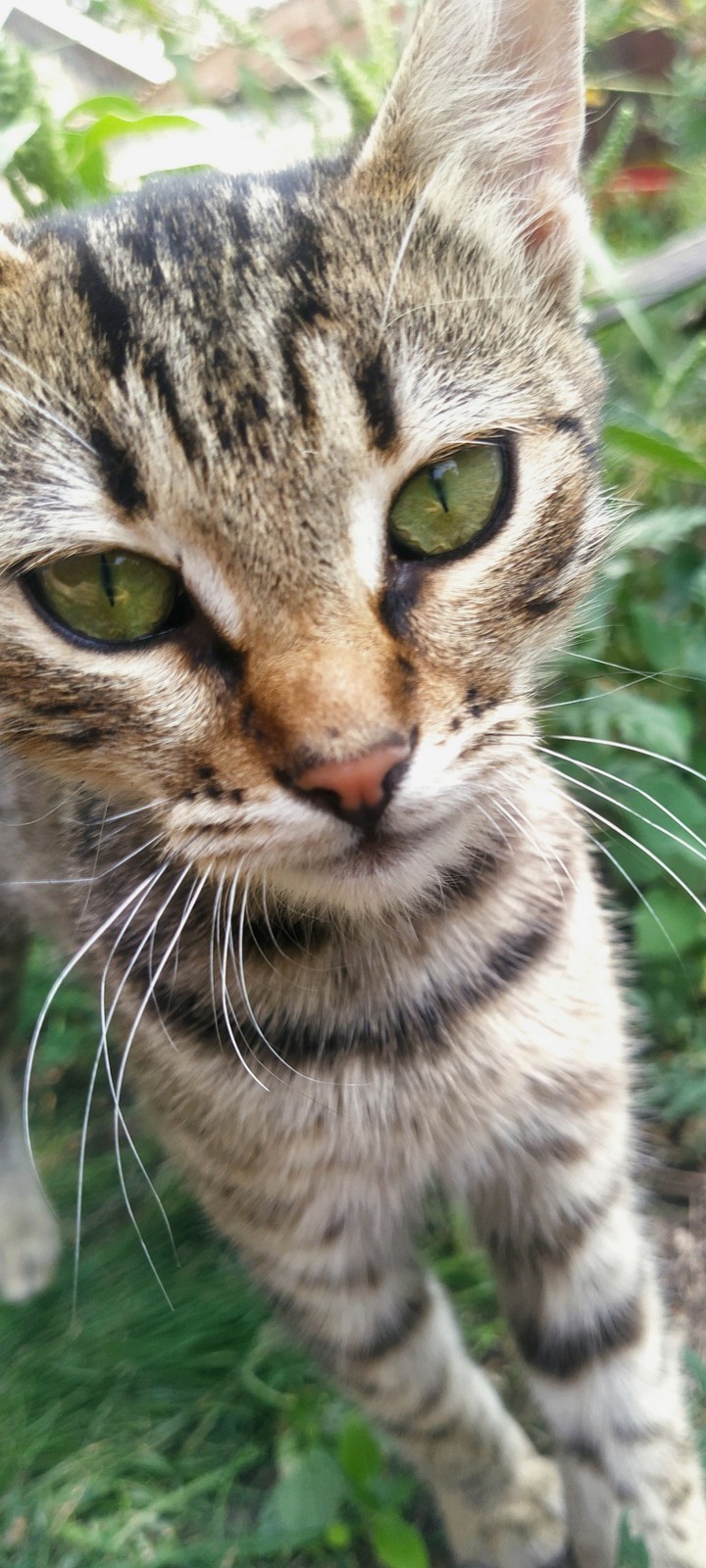 meow