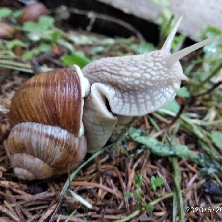 snail