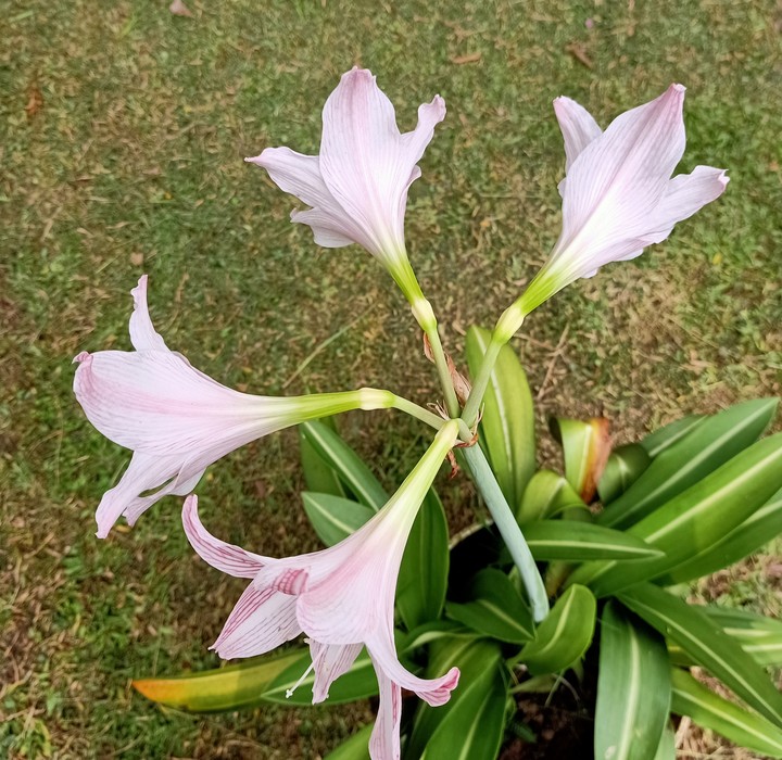 natural beauty