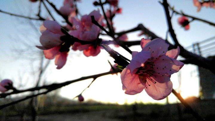 sunset flower