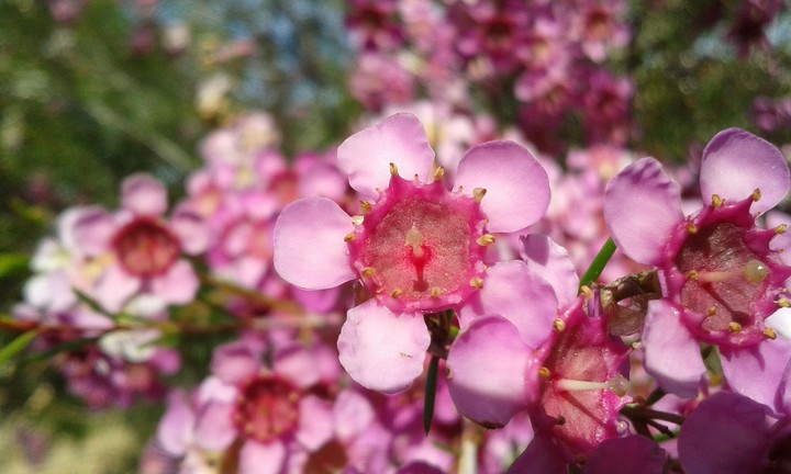 Flowers
