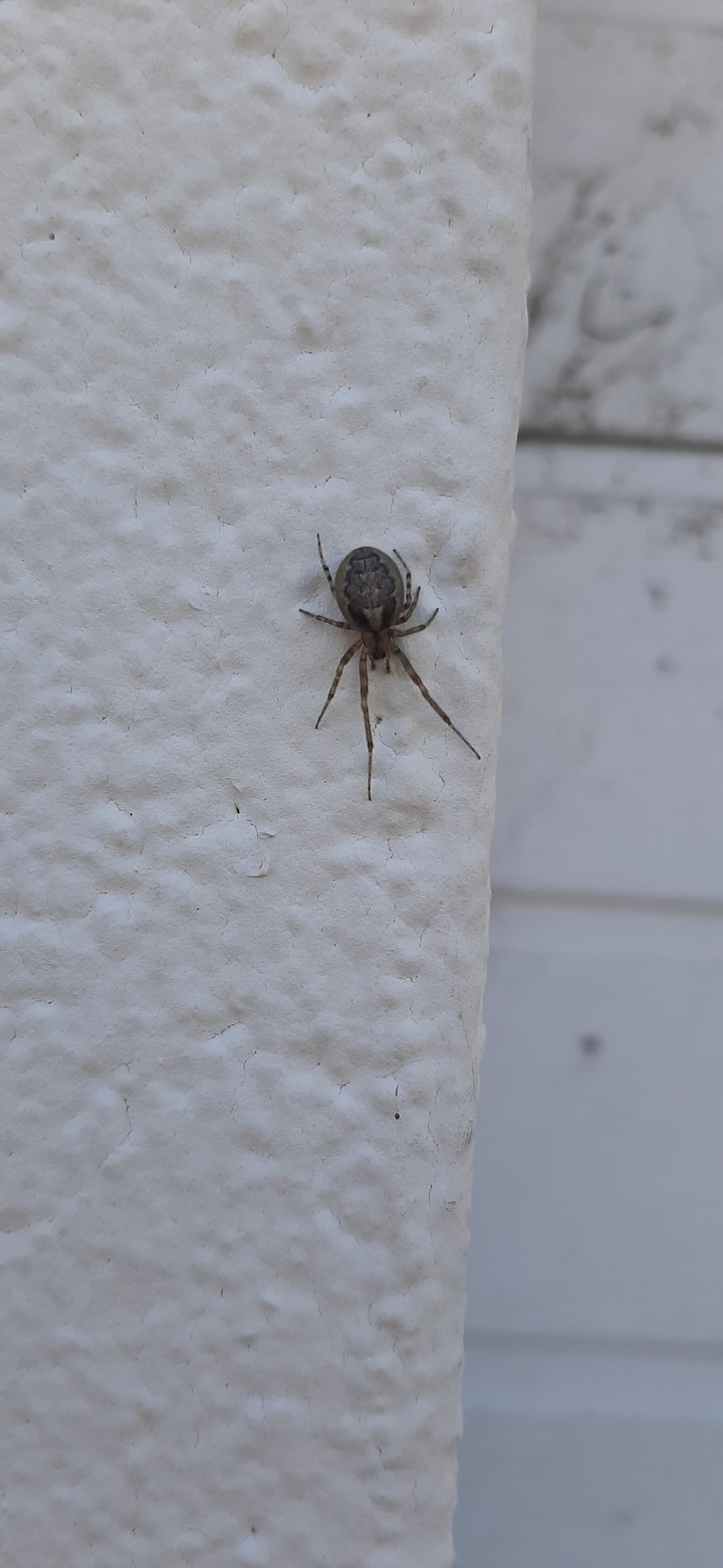spooder