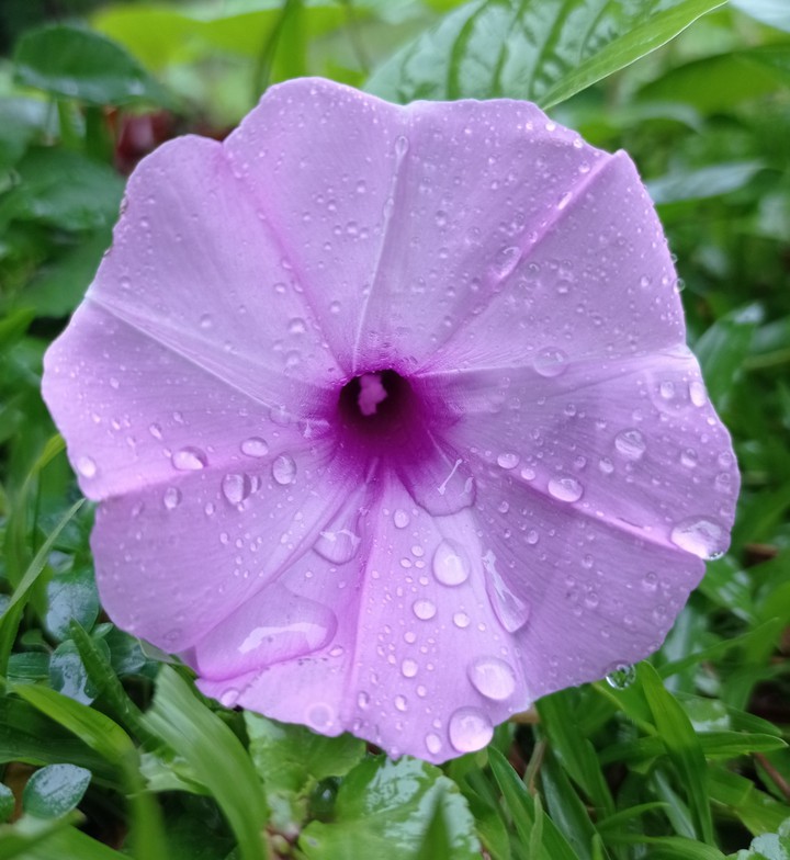 #flower #flowers #nature #photography #flowerstagram #love