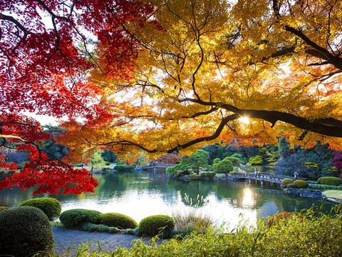 Autumn in Tokyo