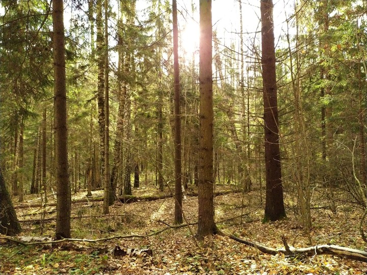 лес