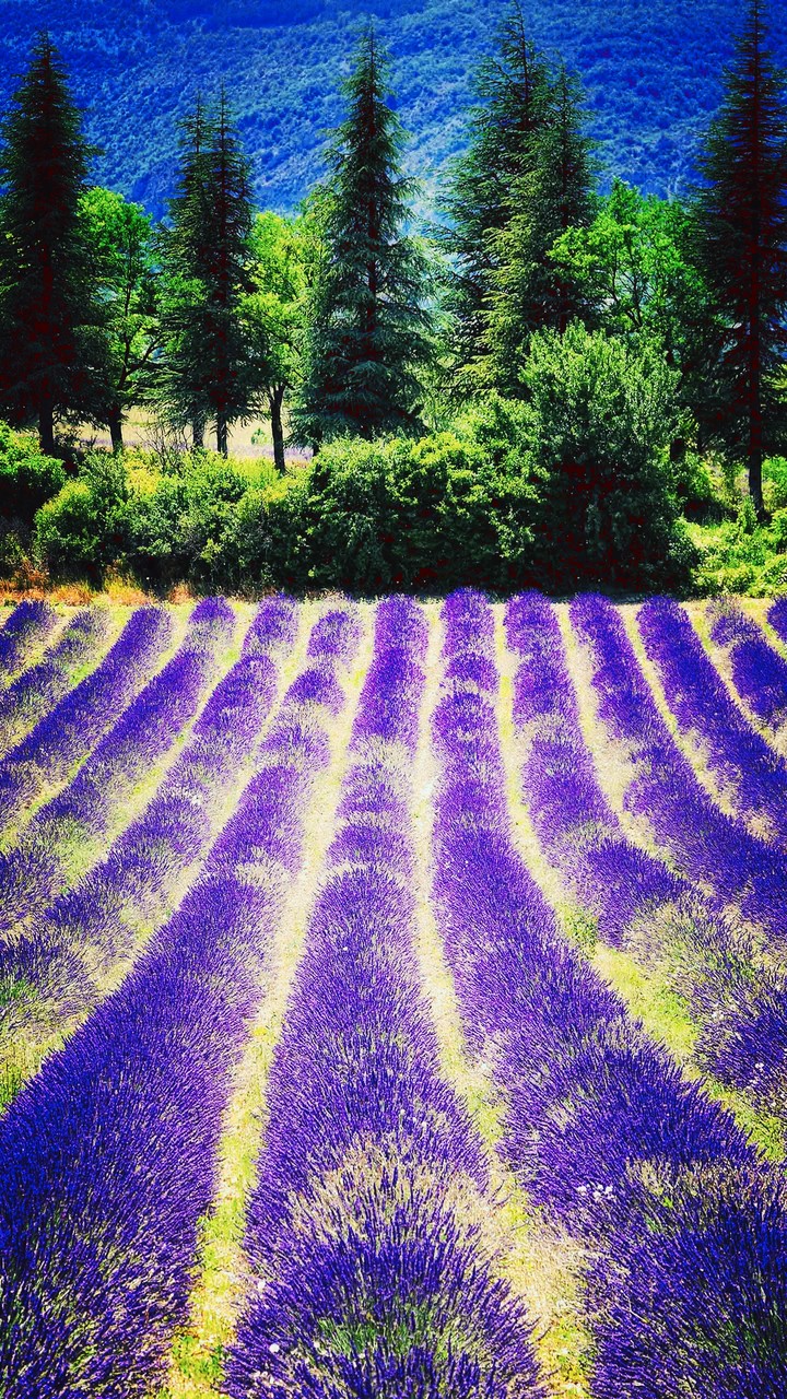 lavenders are back!