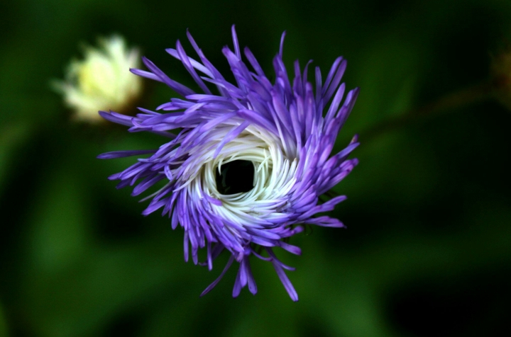 цветы #flower