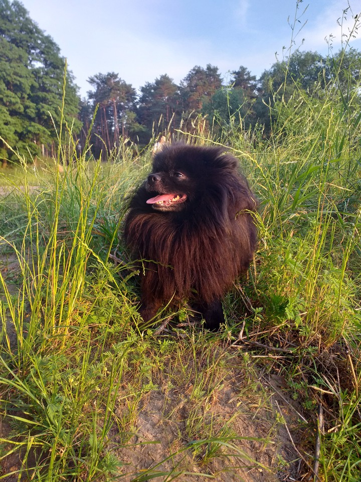 my dog