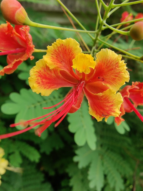 Peacock flower