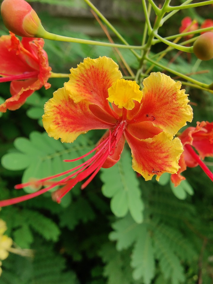 Peacock flower