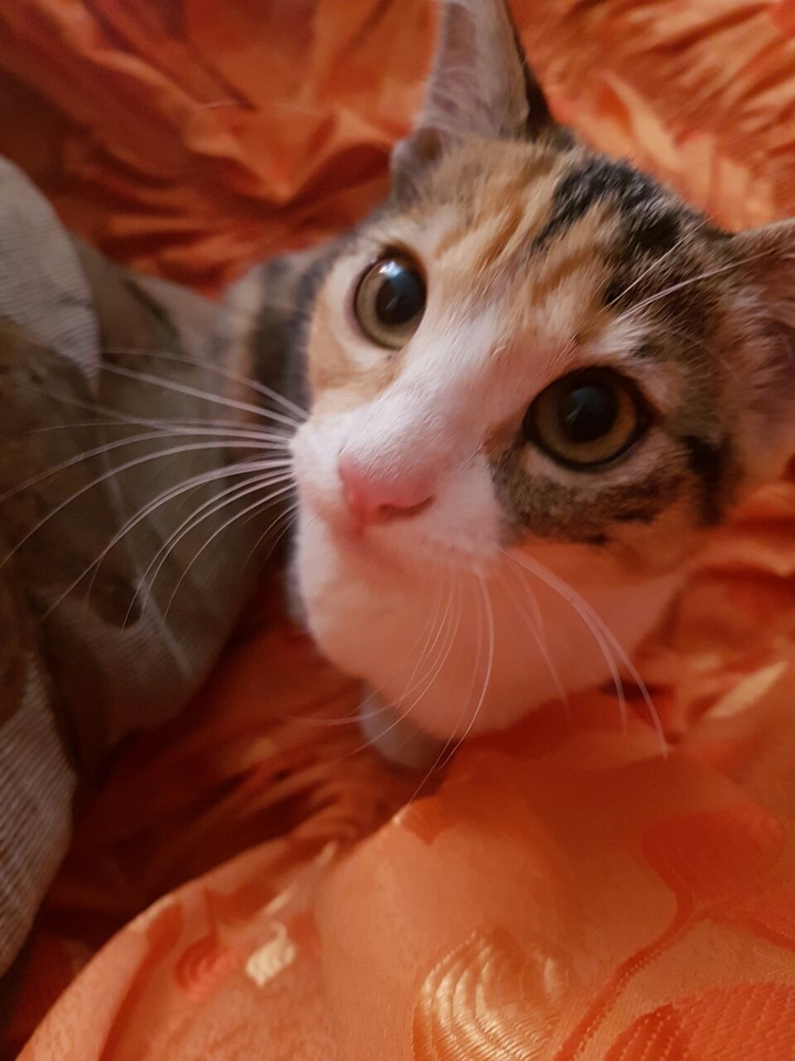 Gato.