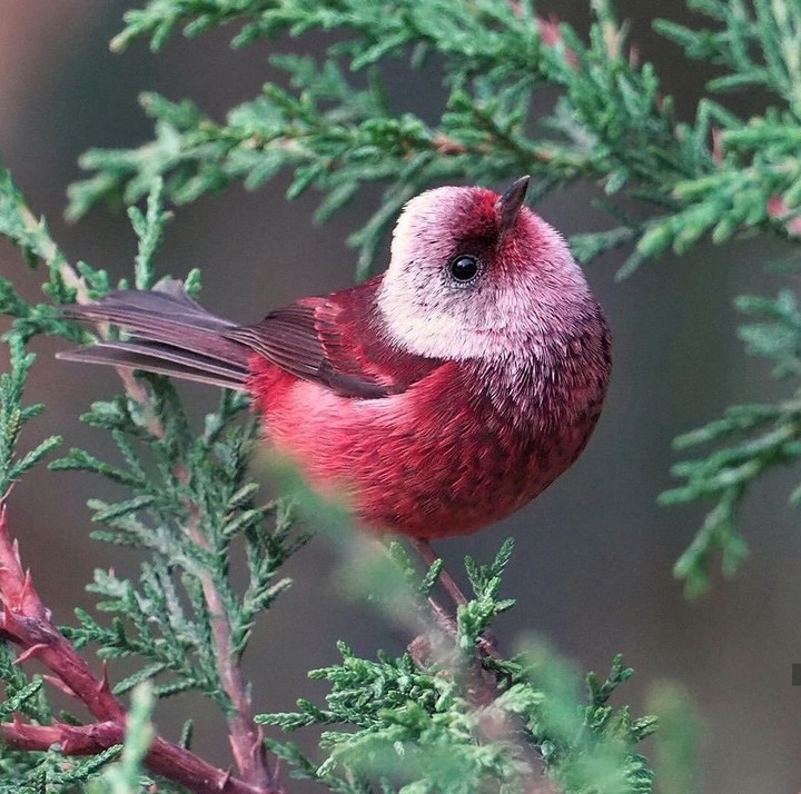 Red plumage