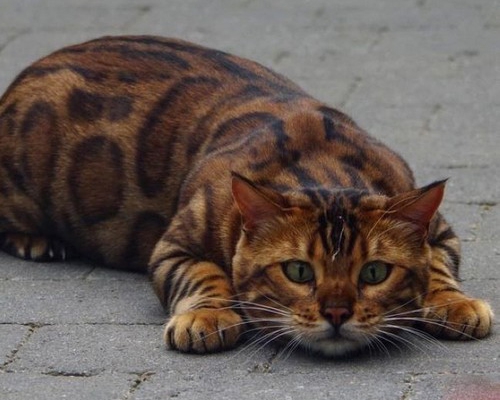 a cat that is  like panther☆☆☆