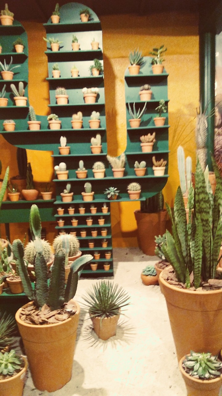 Cactus