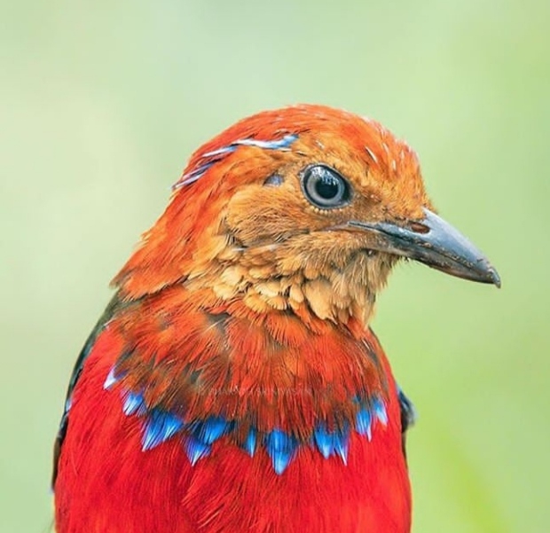 Bird